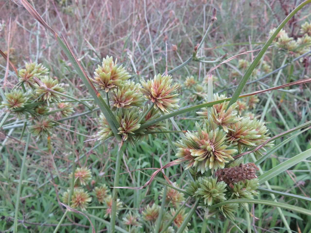 Изображение особи Cyperus eragrostis.