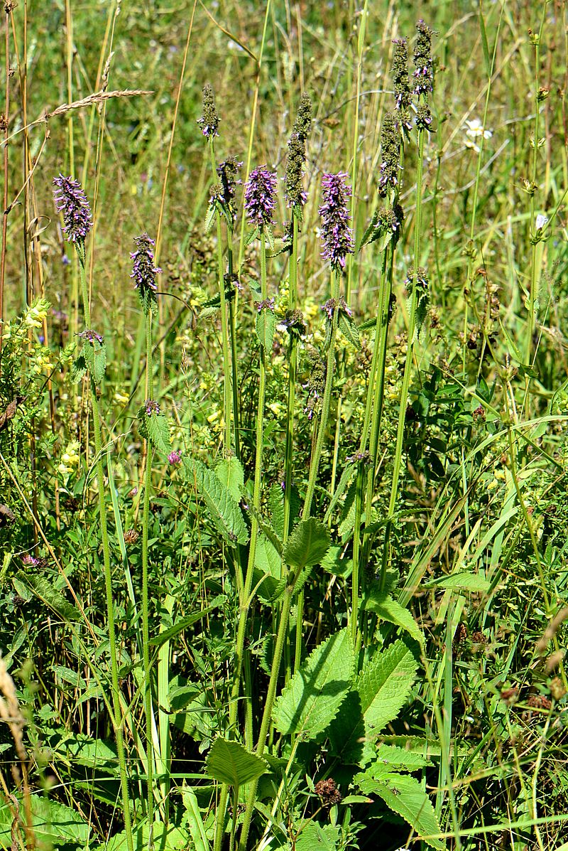 Image of Betonica officinalis specimen.