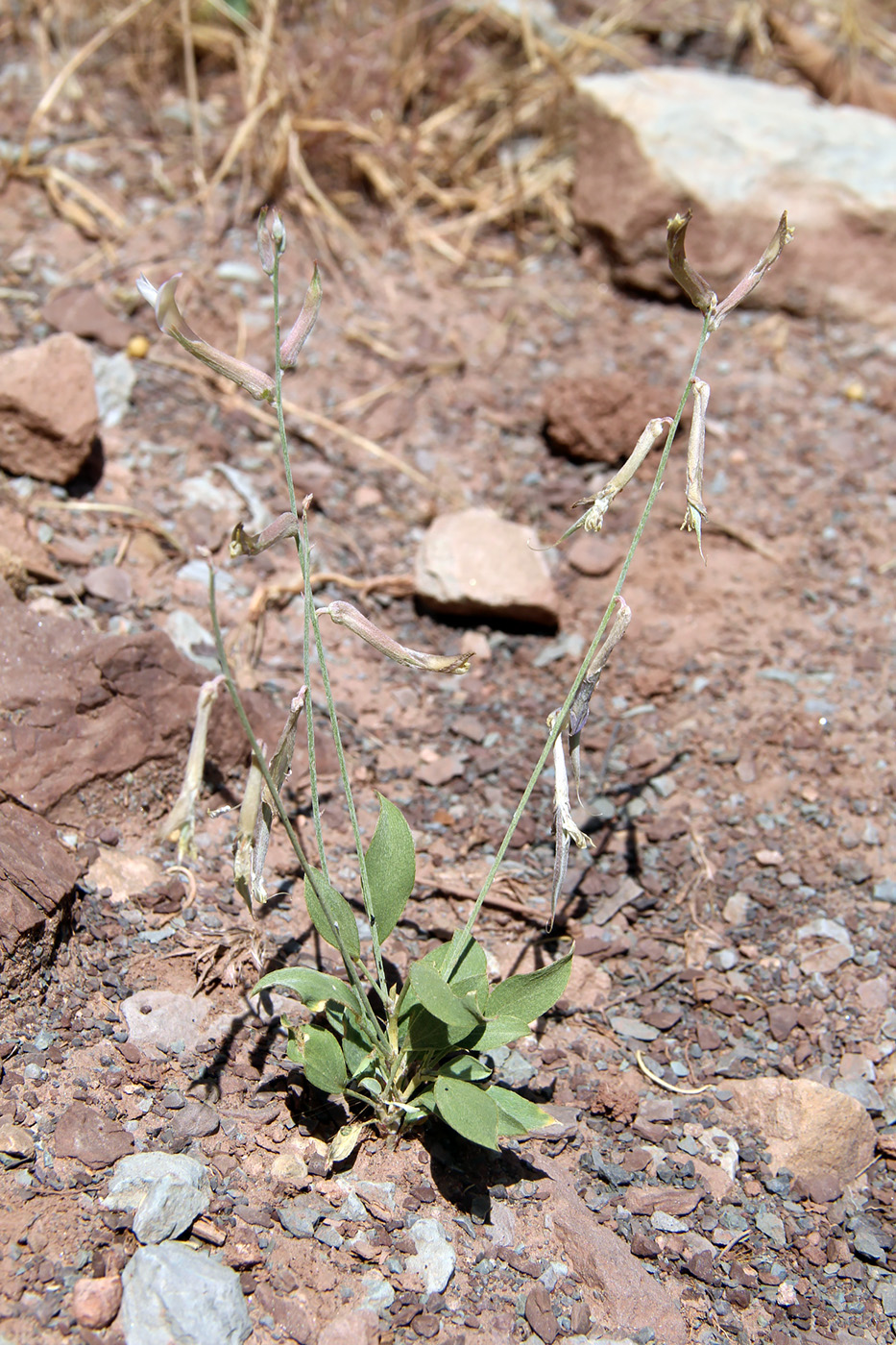 Image of genus Astragalus specimen.