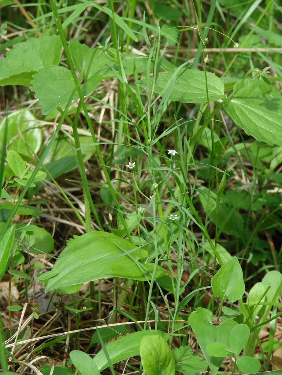 Изображение особи Thesium repens.