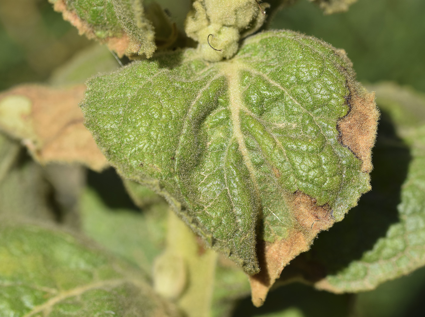 Image of Verbascum thapsus specimen.