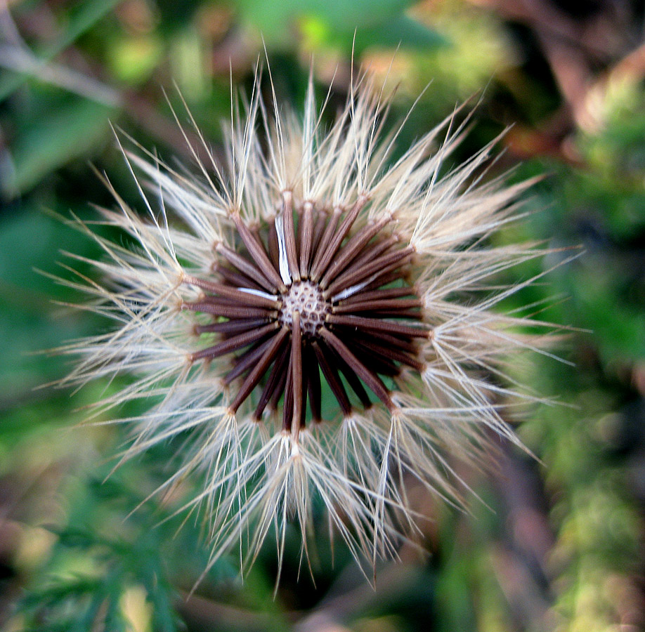 Image of Scorzoneroides autumnalis specimen.