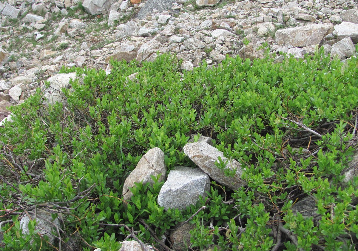 Image of Salix apoda specimen.