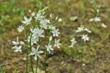Смотреть изображение Ornithogalum fischerianum