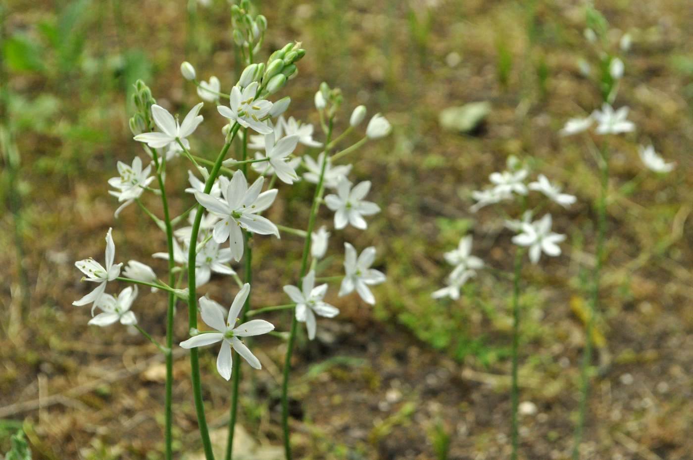 Image of Ornithogalum fischerianum specimen.