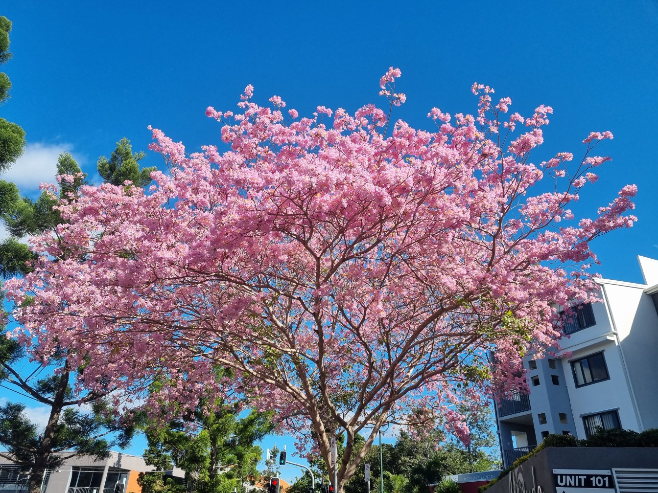 Изображение особи Tabebuia impetiginosa.