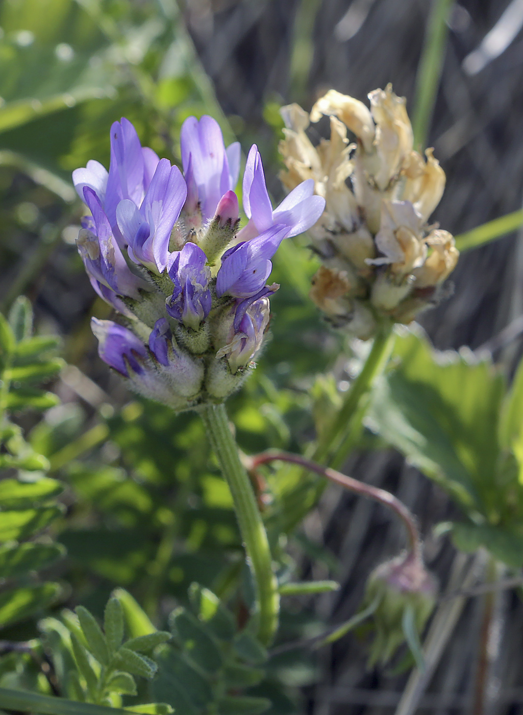 Image of Astragalus danicus specimen.