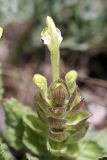 Scutellaria subcaespitosa