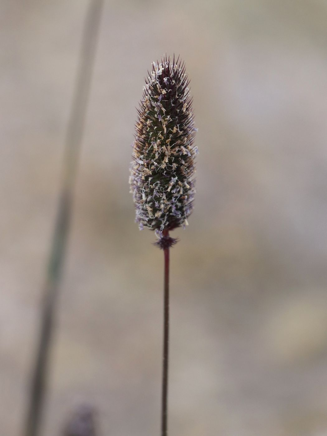 Image of Phleum alpinum specimen.