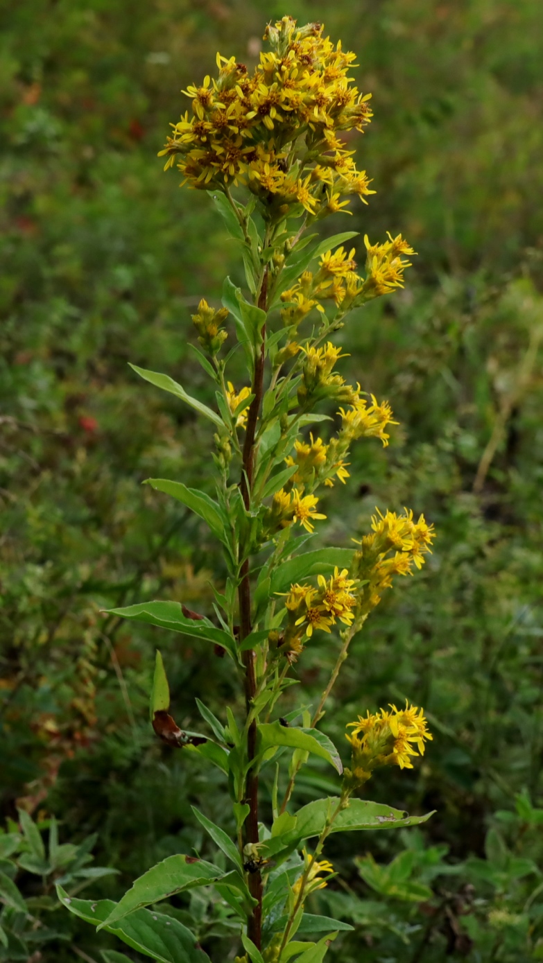 Изображение особи Solidago virgaurea.