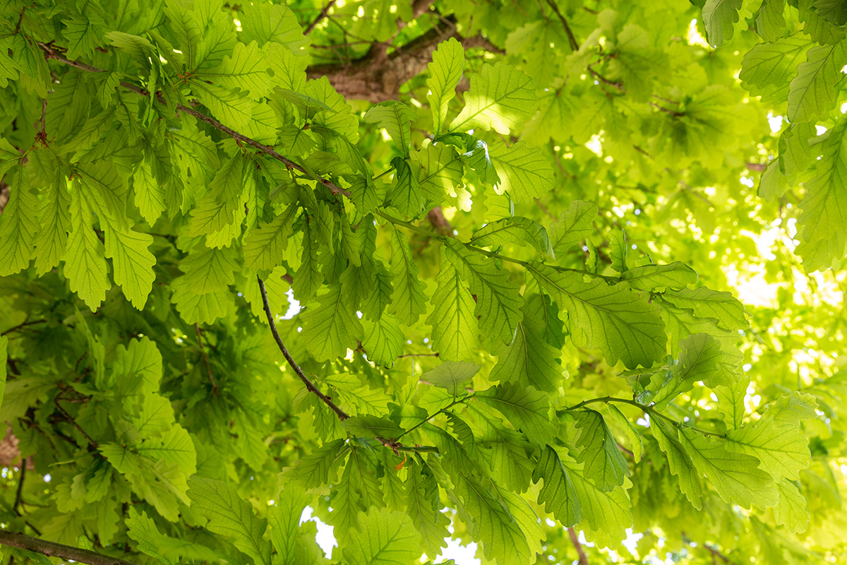 Изображение особи Quercus robur.