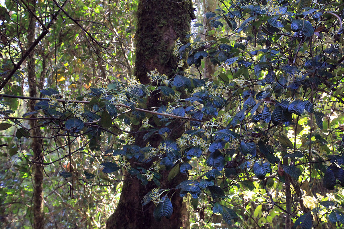 Image of familia Rubiaceae specimen.