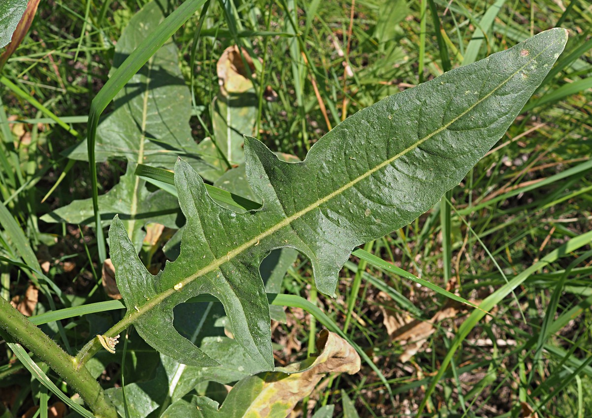 Image of Bunias orientalis specimen.