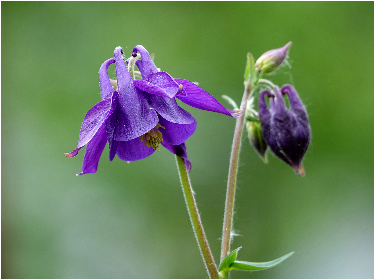 Image of Aquilegia vulgaris specimen.