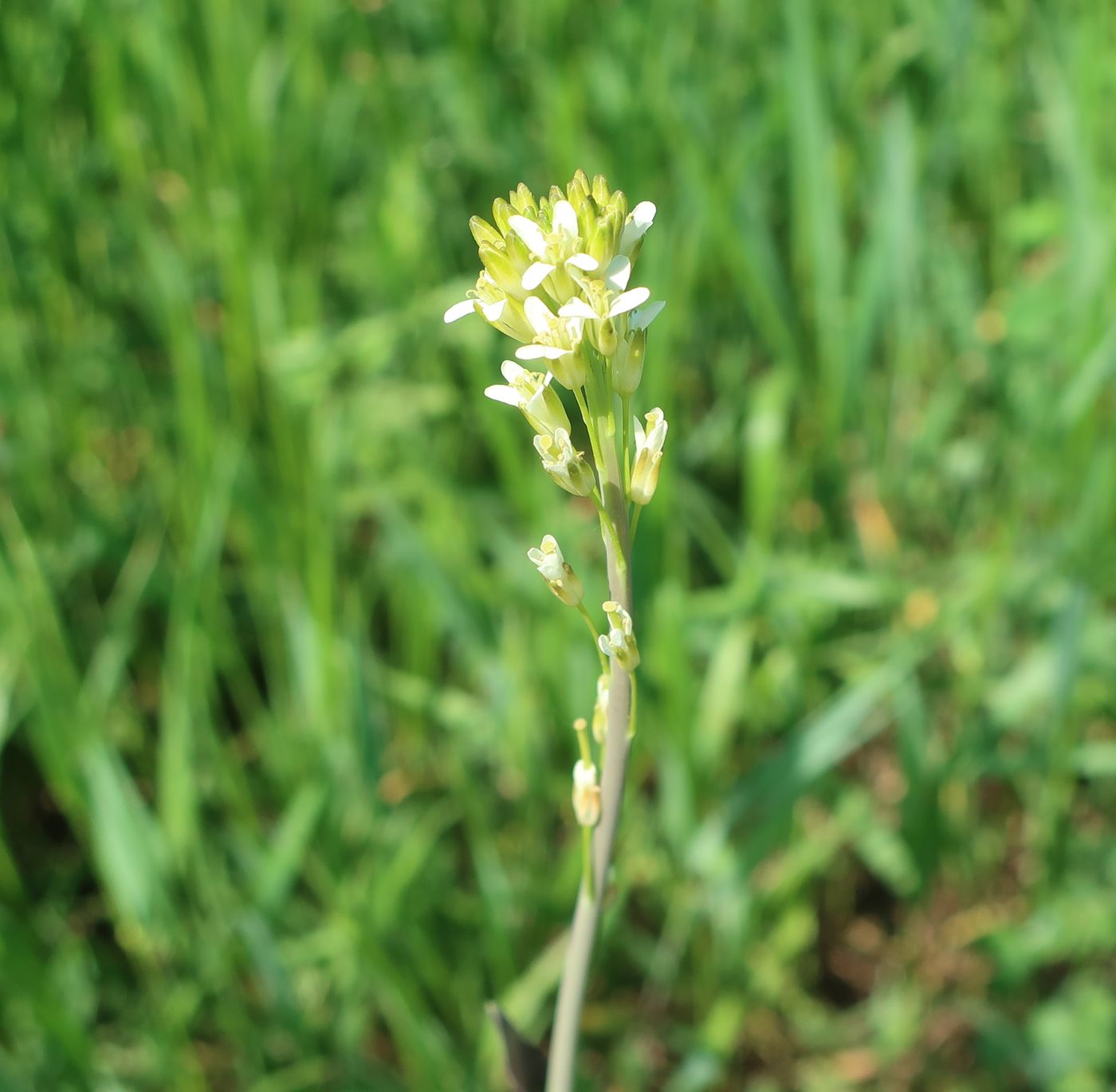 Изображение особи Turritis glabra.