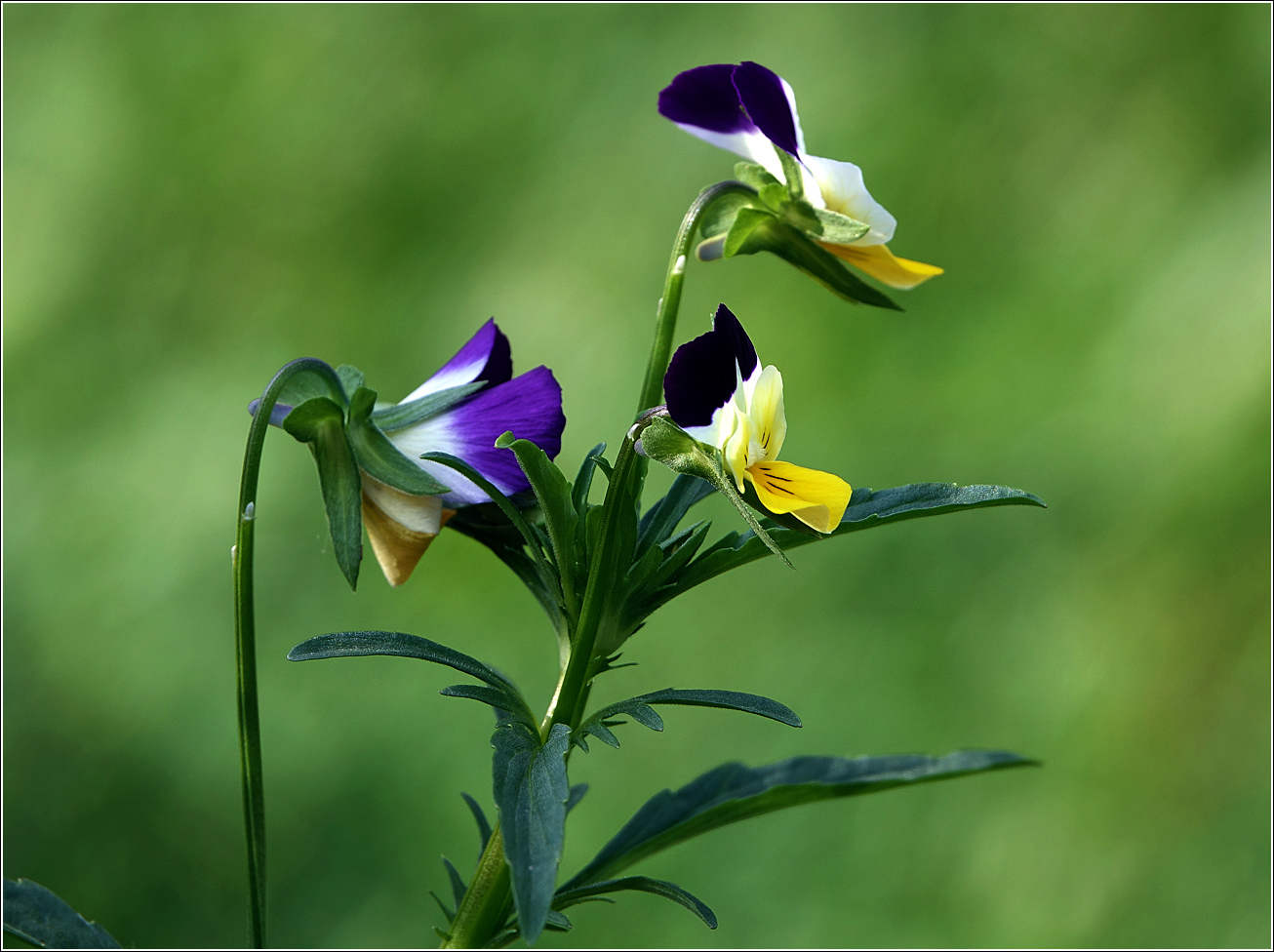 Image of Viola wittrockiana specimen.