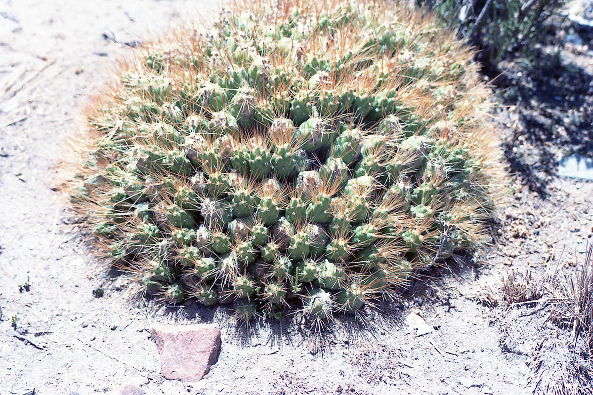 Image of familia Cactaceae specimen.