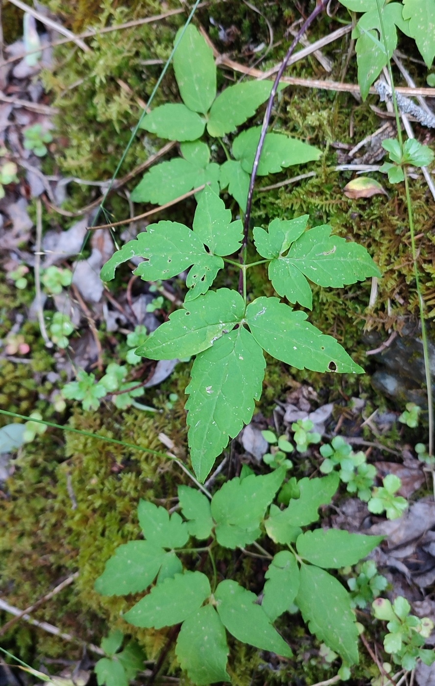 Image of Atragene sibirica specimen.
