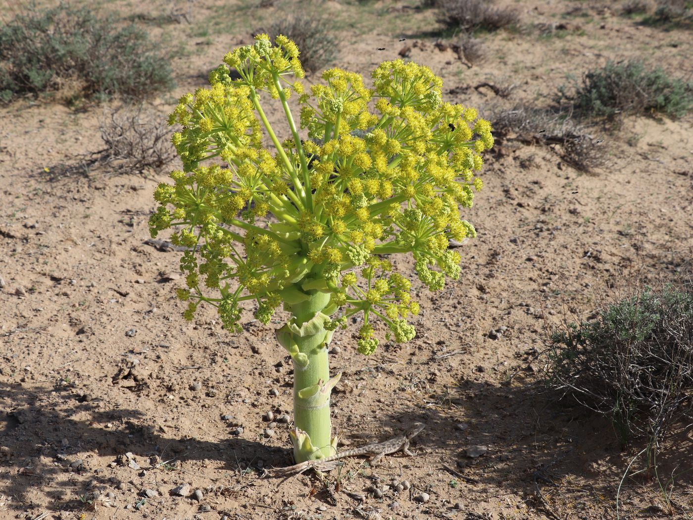 Image of Ferula foetida specimen.