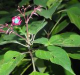 род Clerodendrum