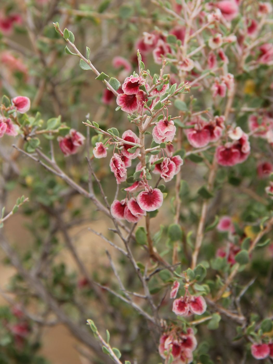 Изображение особи Atraphaxis spinosa.