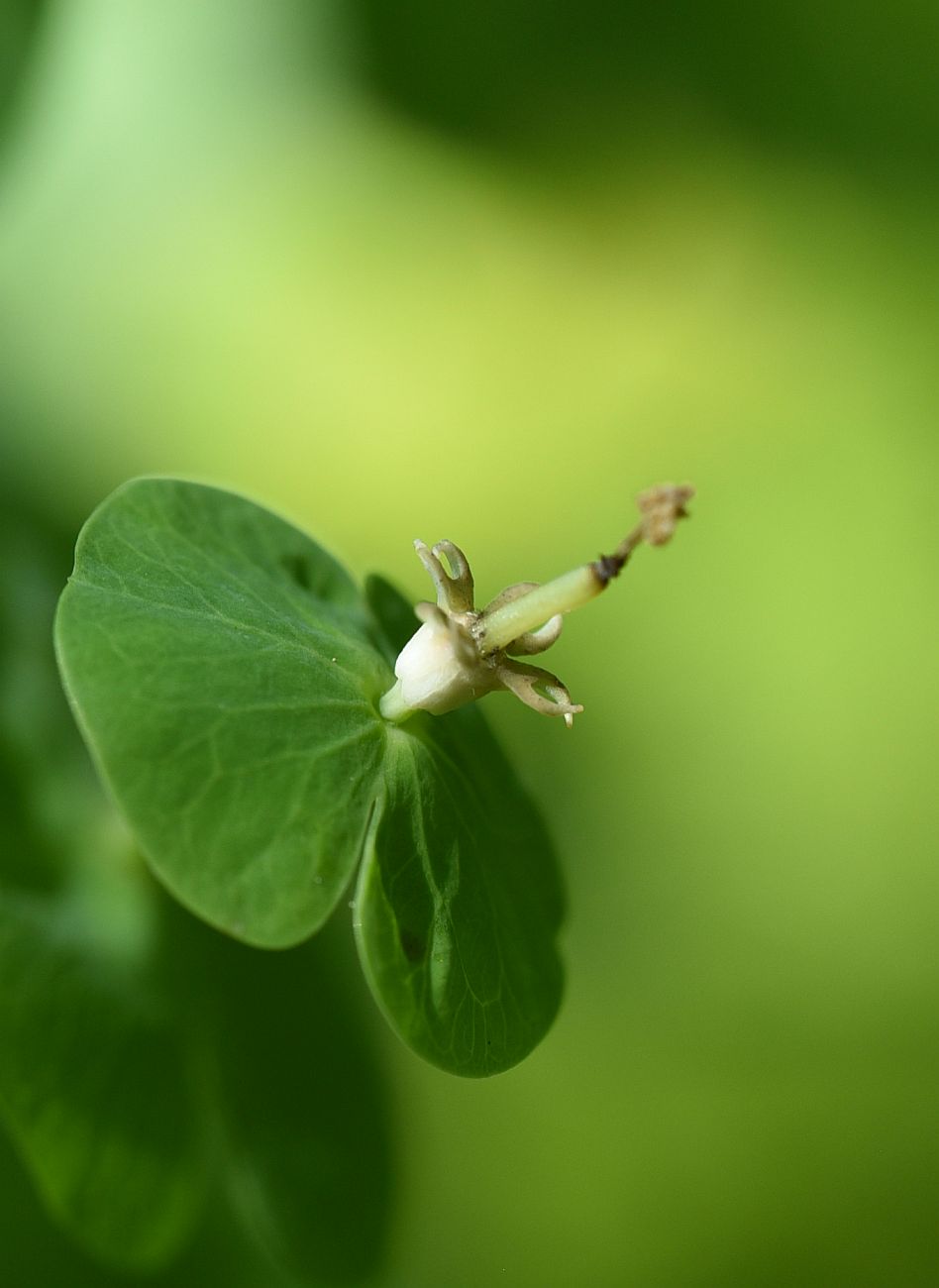 Изображение особи Euphorbia macroceras.