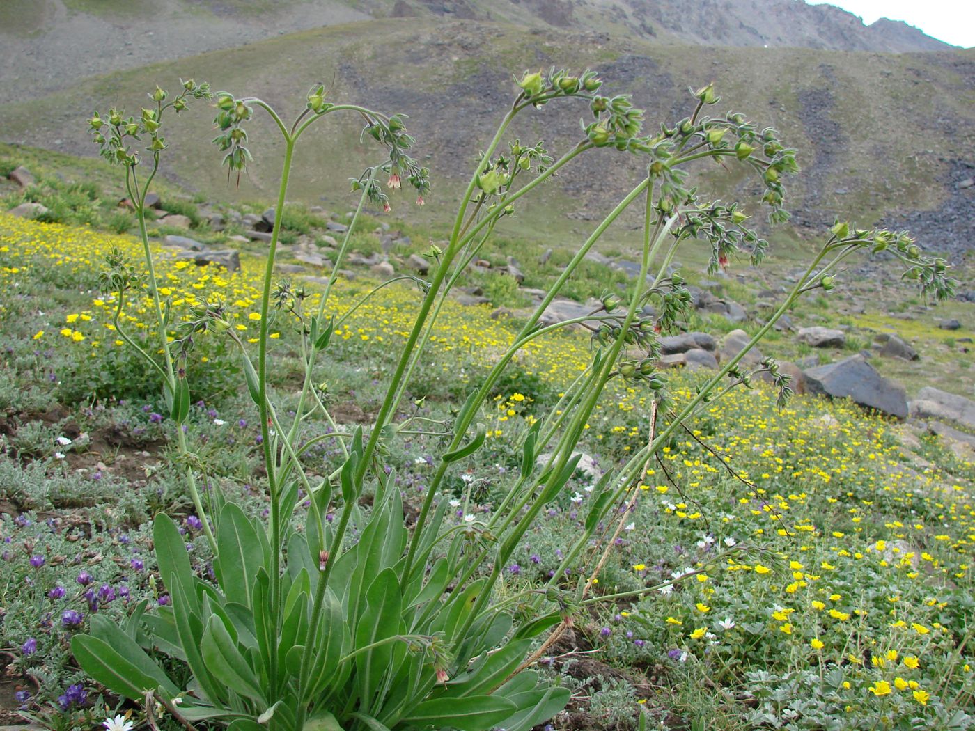 Изображение особи Lindelofia tschimganica.