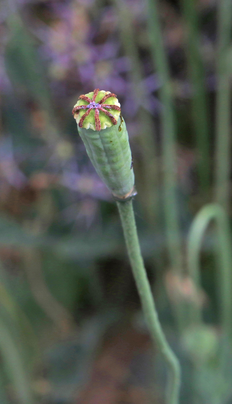 Image of Papaver rupifragum specimen.