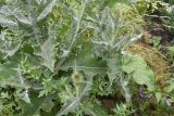 Onopordum acanthium. Нижняя часть растения. Республика Ингушетия, Джейрахский р-н, аул Лялах. 22 июля 2022 г.