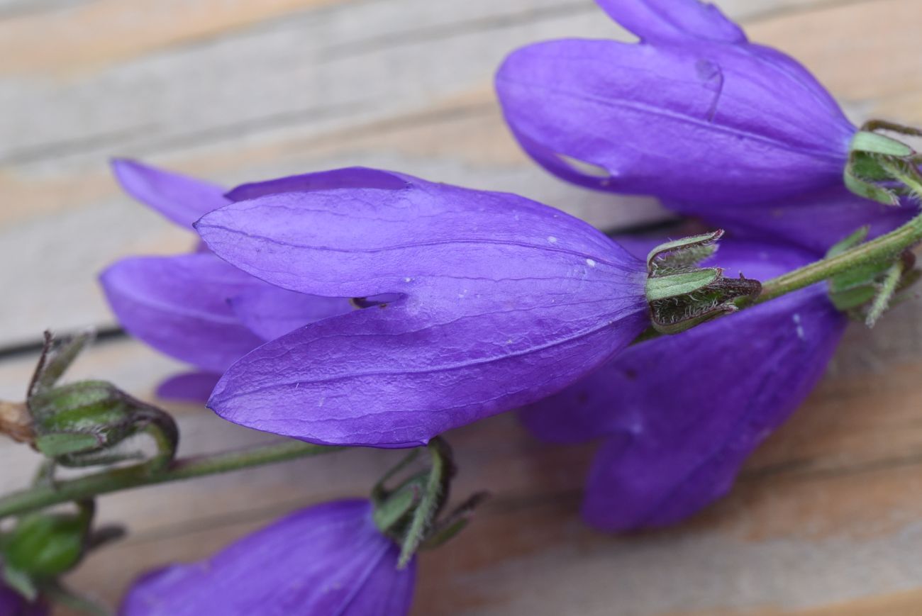 Image of Campanula rapunculoides specimen.