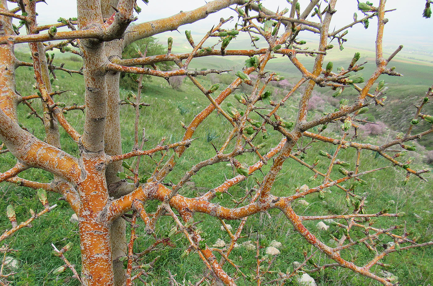 Image of Crataegus turkestanica specimen.