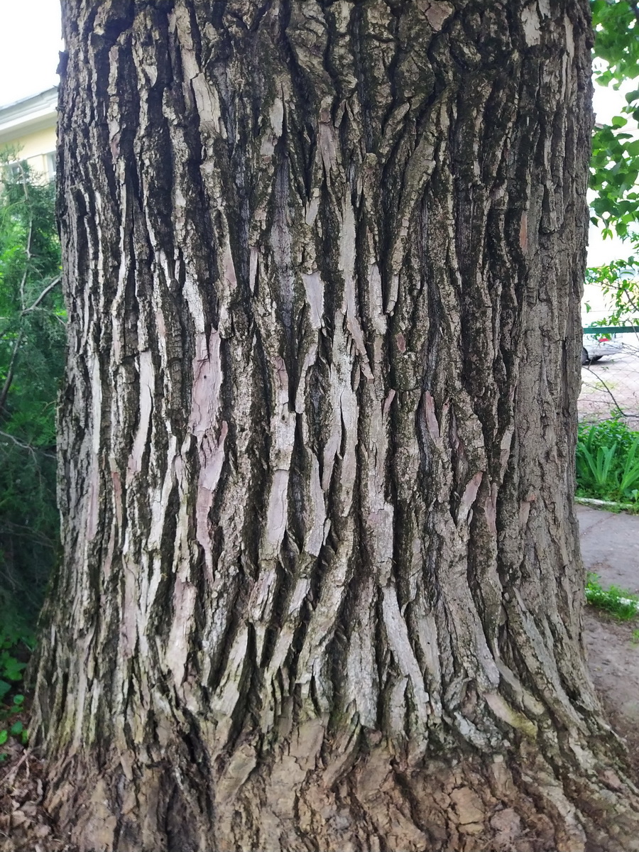 Image of genus Populus specimen.