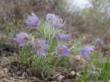 Смотреть изображение Pulsatilla multifida