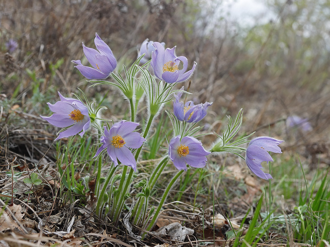 Изображение особи Pulsatilla multifida.