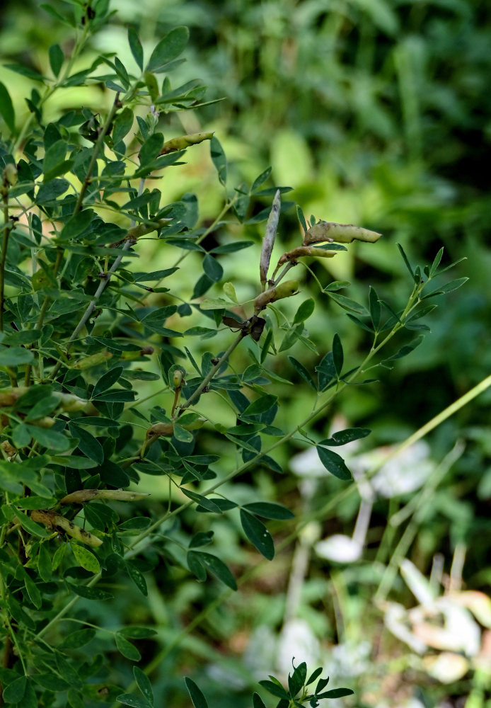 Изображение особи Chamaecytisus ruthenicus.