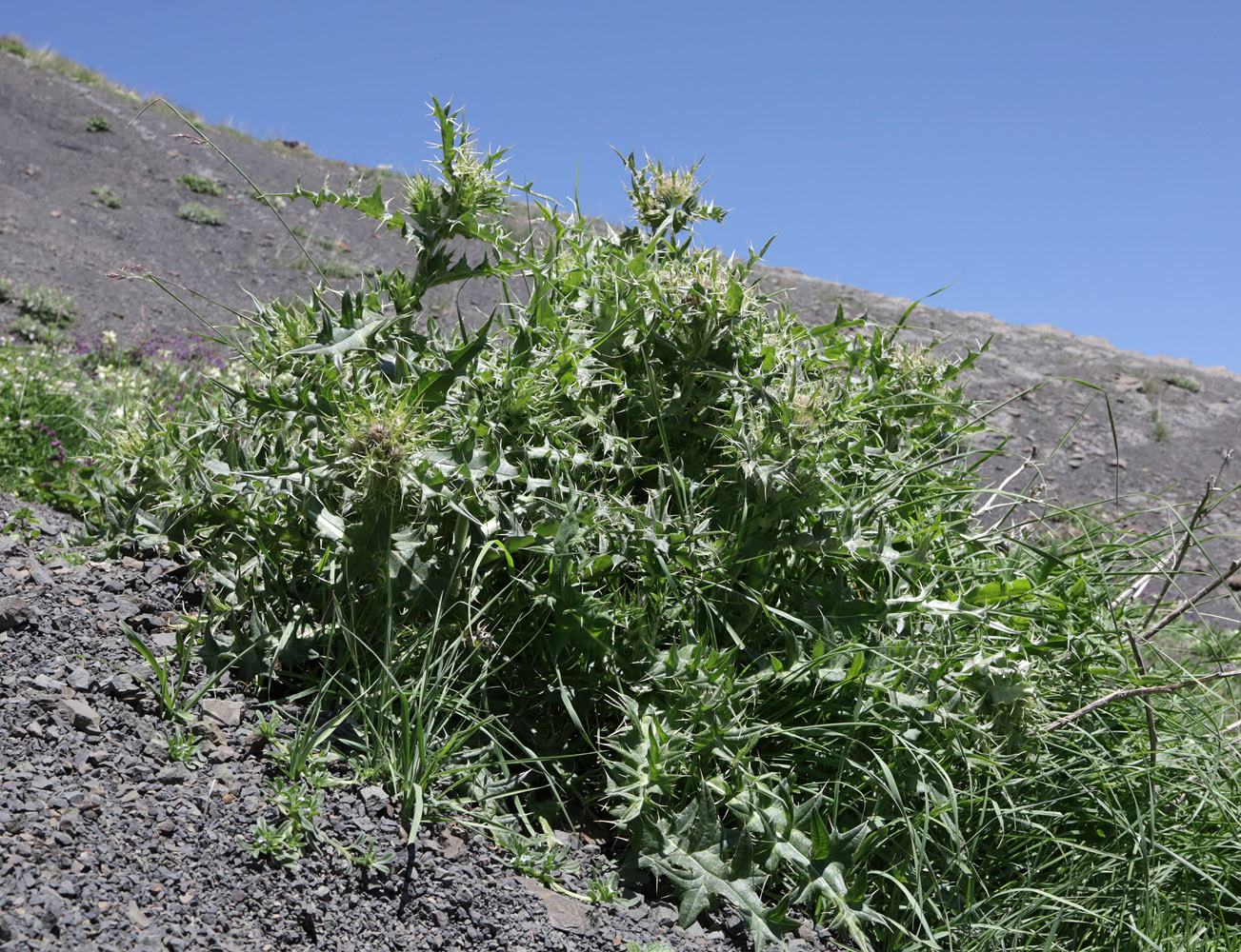 Image of Cirsium pugnax specimen.