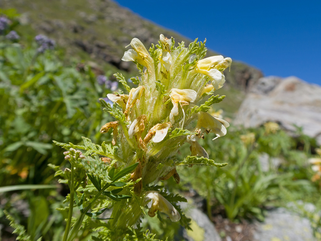 Изображение особи Pedicularis condensata.