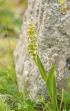 Dactylorhiza viridis. Верхушка цветущего растения. Карачаево-Черкесия, Карачаевский р-н, Большой Кавказ, правый берег р. Кичкинекол (Узункольский), ≈ 2230 м н.у.м., частично задернованная каменная россыпь, среди камней. 21.07.2023.