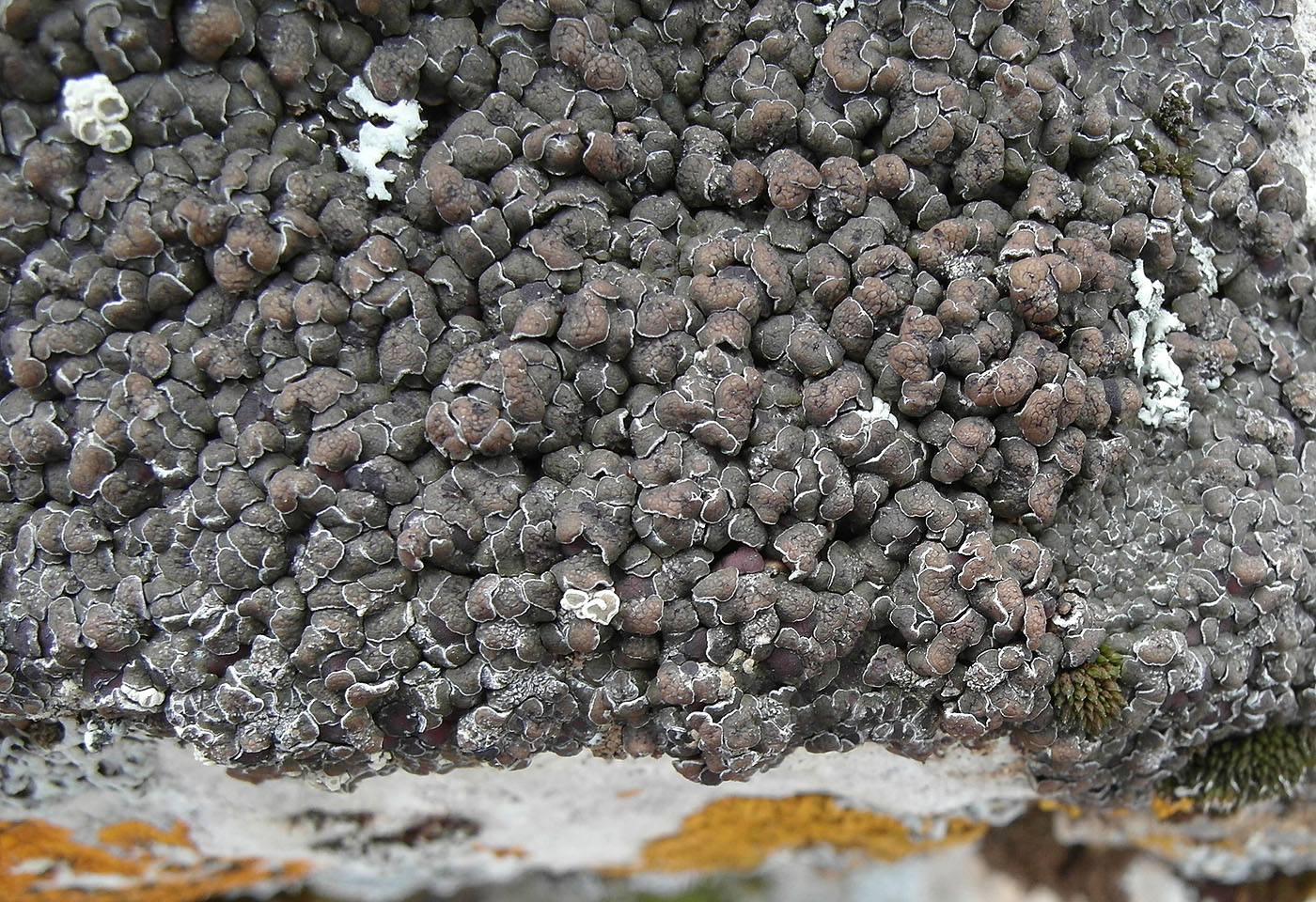 Image of Acarospora cervina specimen.