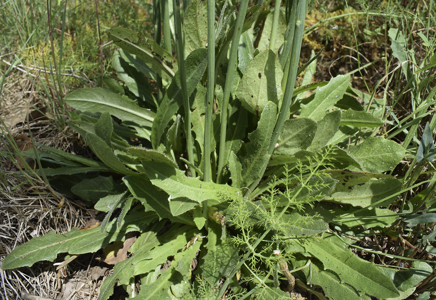 Изображение особи Hypochaeris radicata.