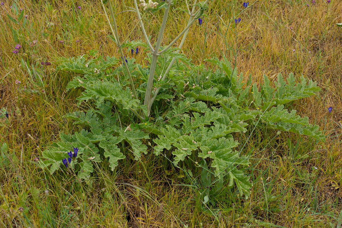 Image of Phlomoides kaufmanniana specimen.