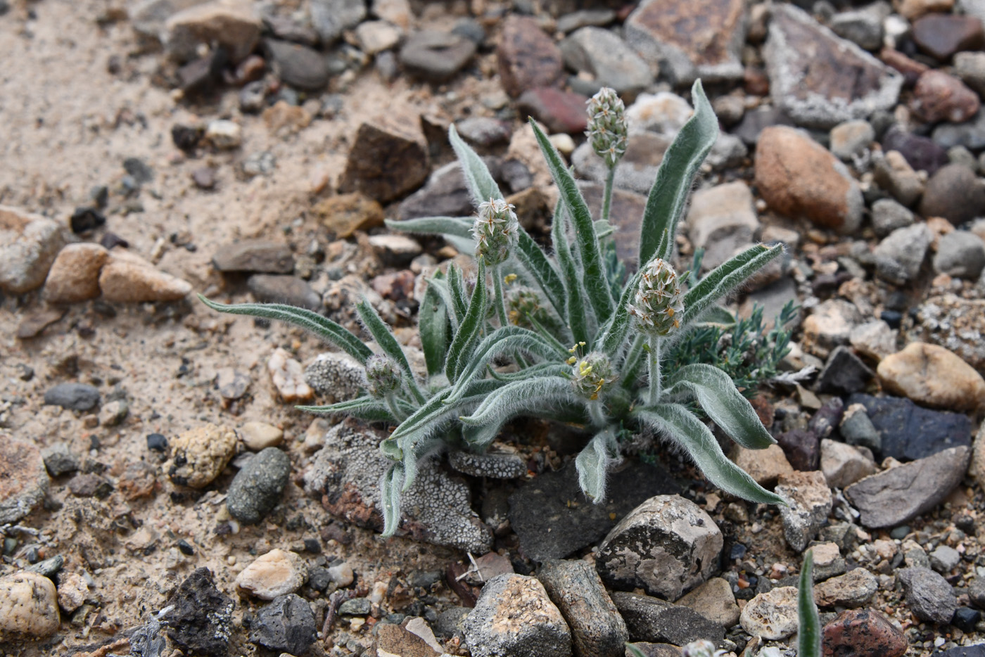 Image of Plantago minuta specimen.