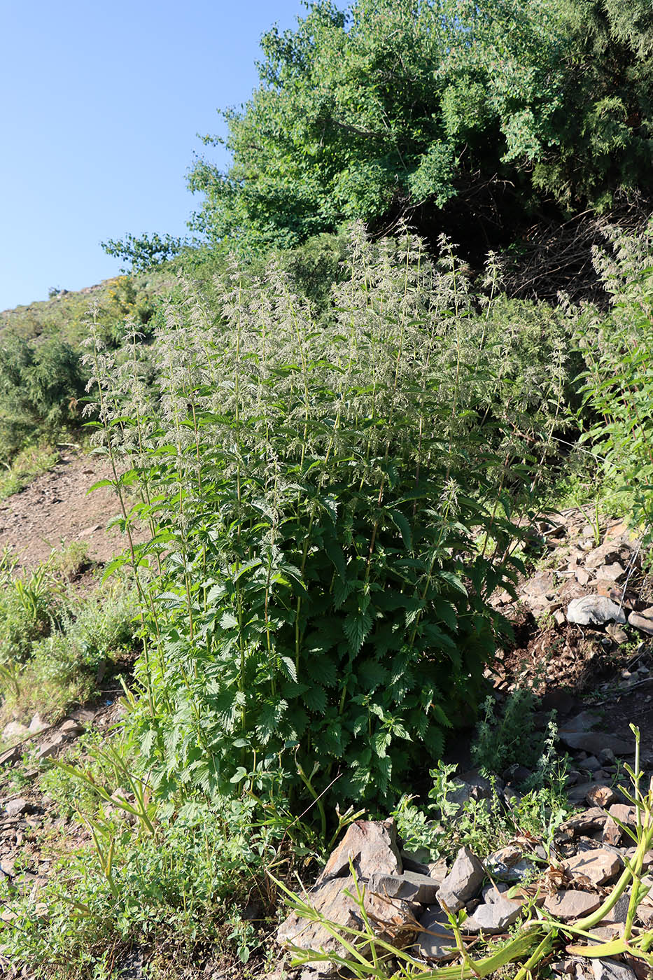 Image of Urtica dioica specimen.