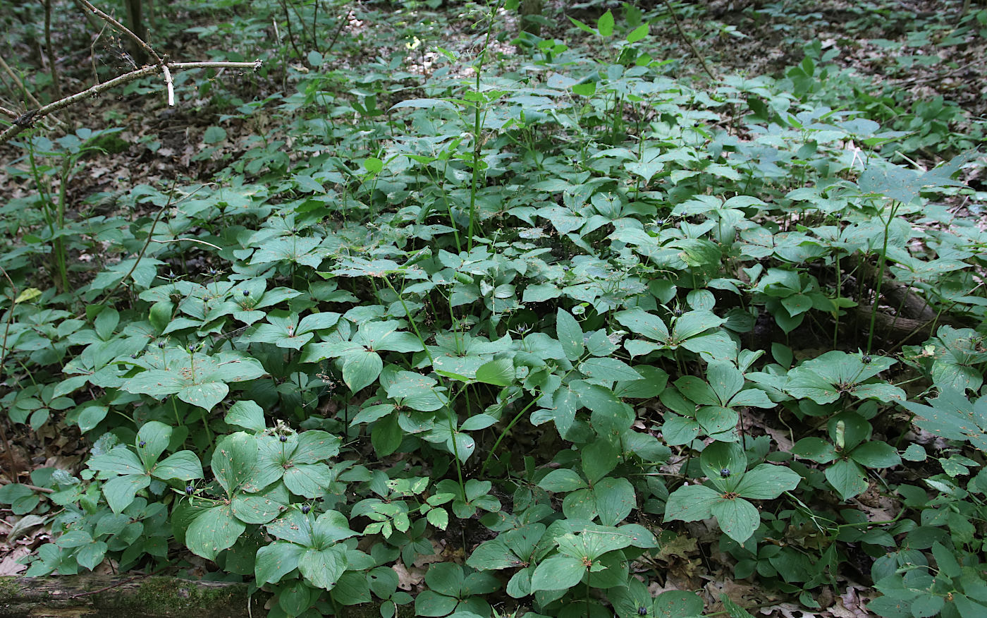 Image of Paris quadrifolia specimen.