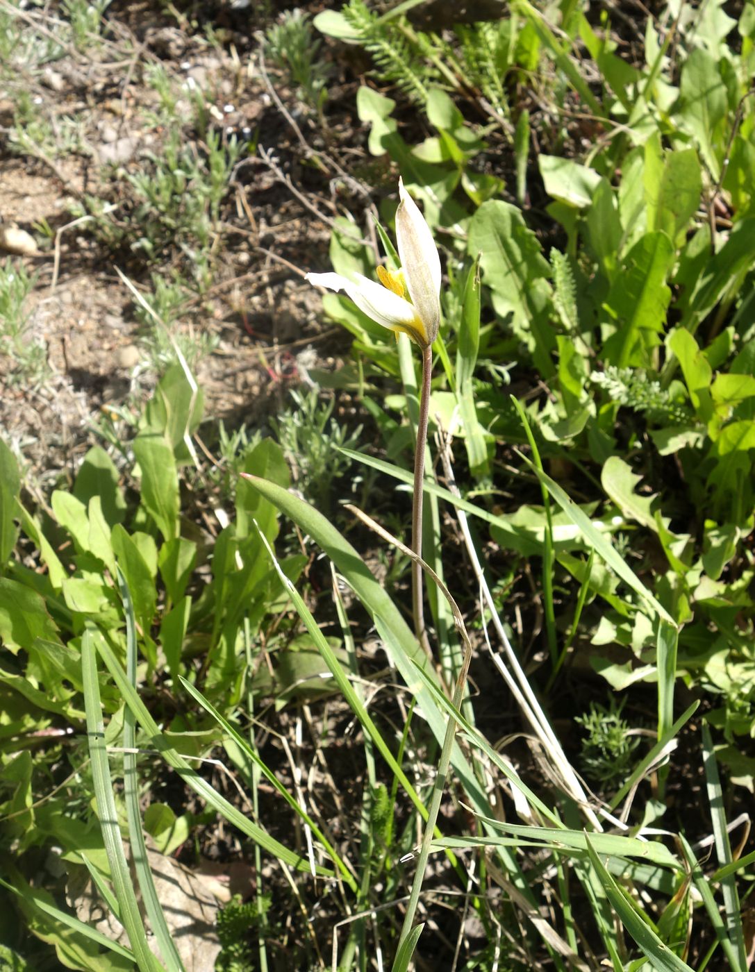 Image of Tulipa patens specimen.