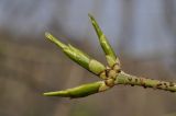 Euonymus pauciflorus