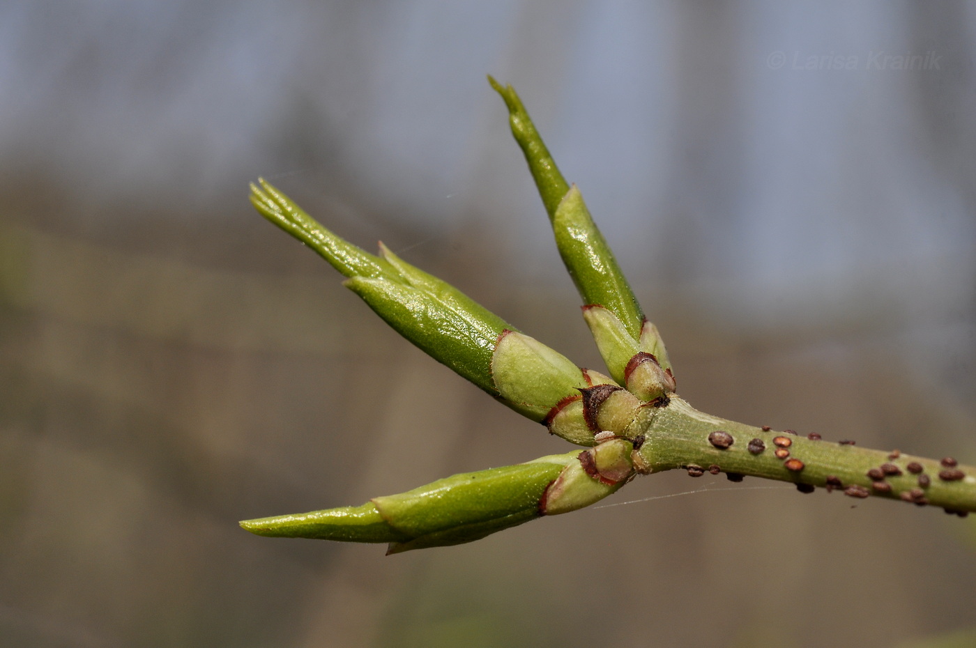 Image of Euonymus pauciflorus specimen.