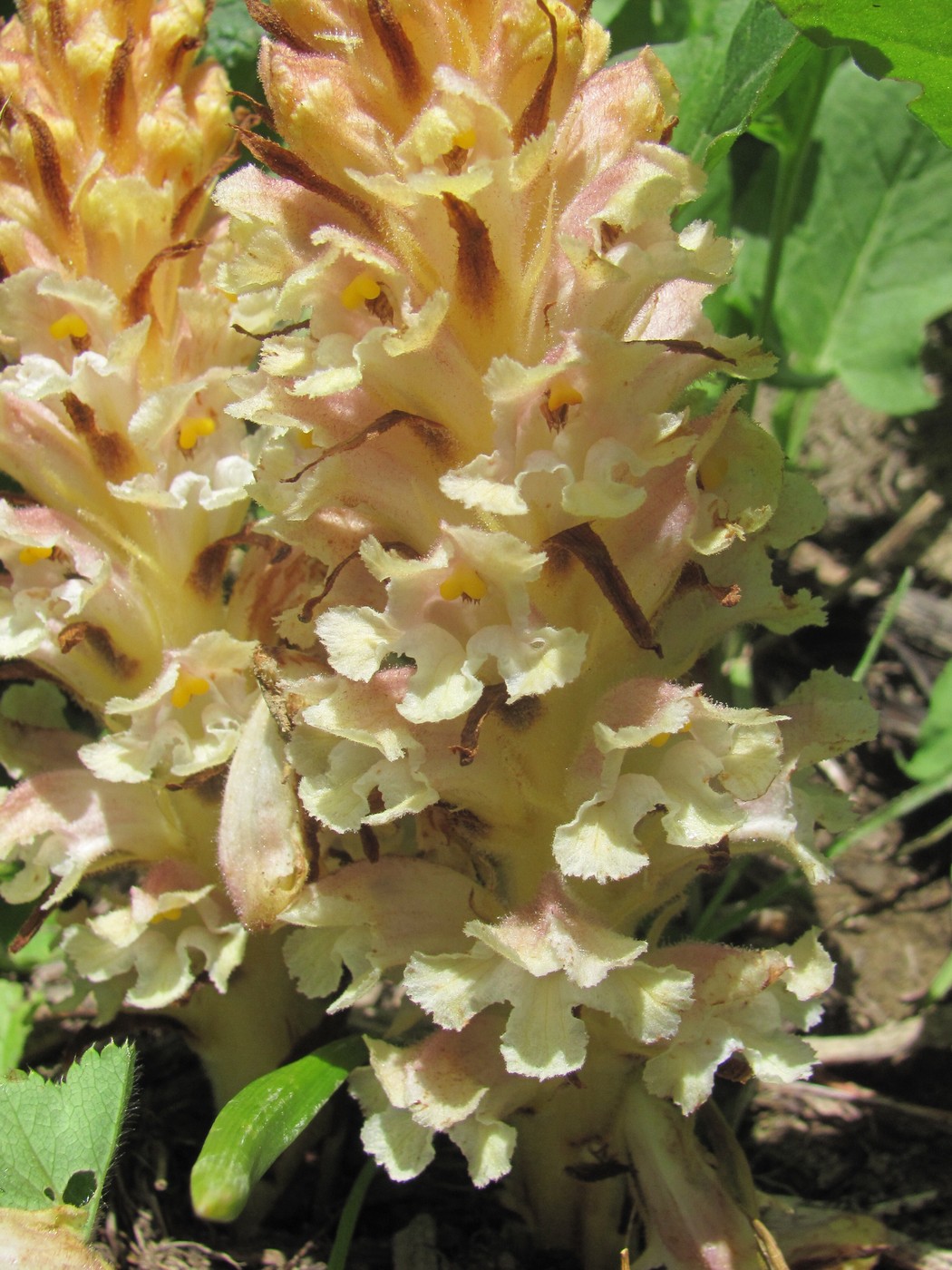 Image of Orobanche grossheimii specimen.