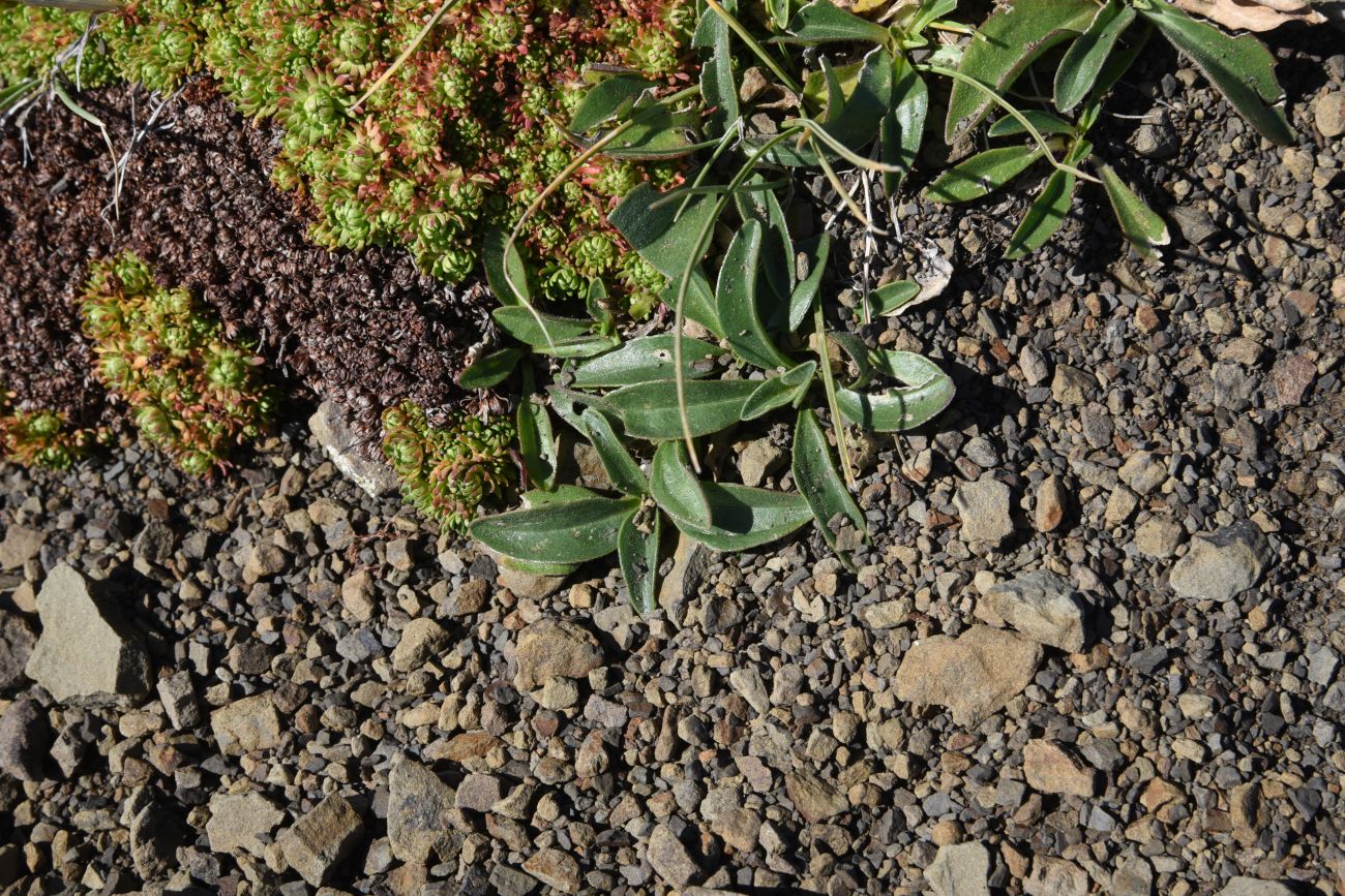 Image of genus Cerastium specimen.