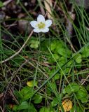 Parnassia palustris. Цветок и листья. Курильские о-ва, о-в Итуруп, долина р. Водопадная, опушка широколиственного леса, берег реки. 18.08.2023.